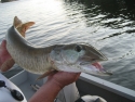 Very unusual muskie!