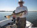 28.5 inch walleye